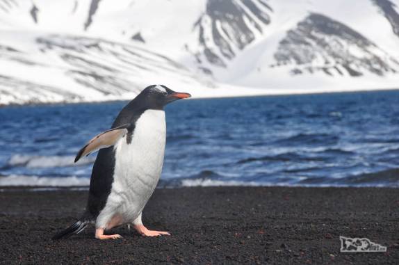 Um pinguim gentoo na praia de Deception Island, na Antártida